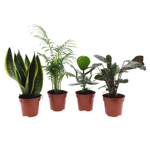Bakker Collection 4 Plantes Intérieur pot 12cm faciles