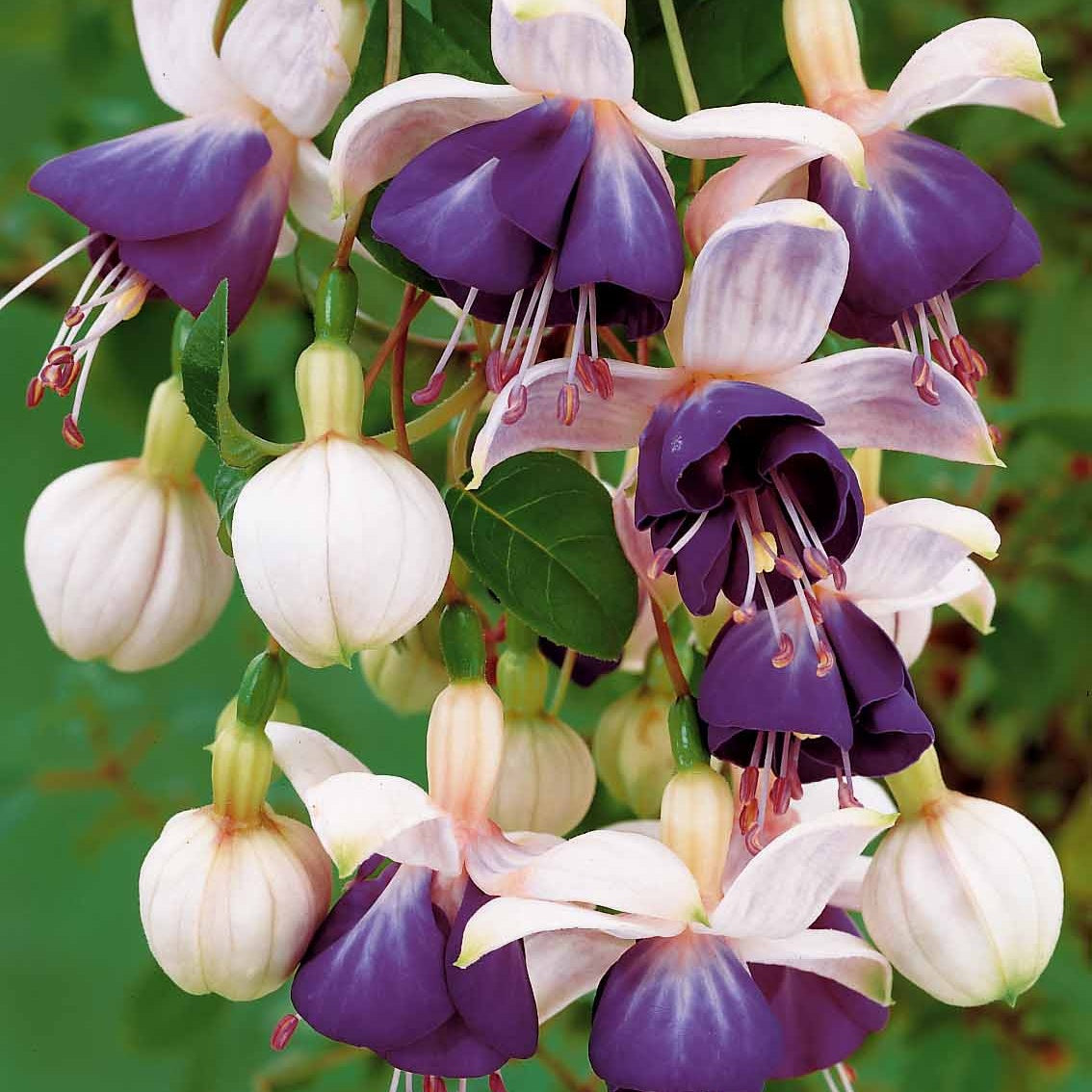 Bakker Blue Angel fuchsia retombant 3 pots Ø 9cm violet