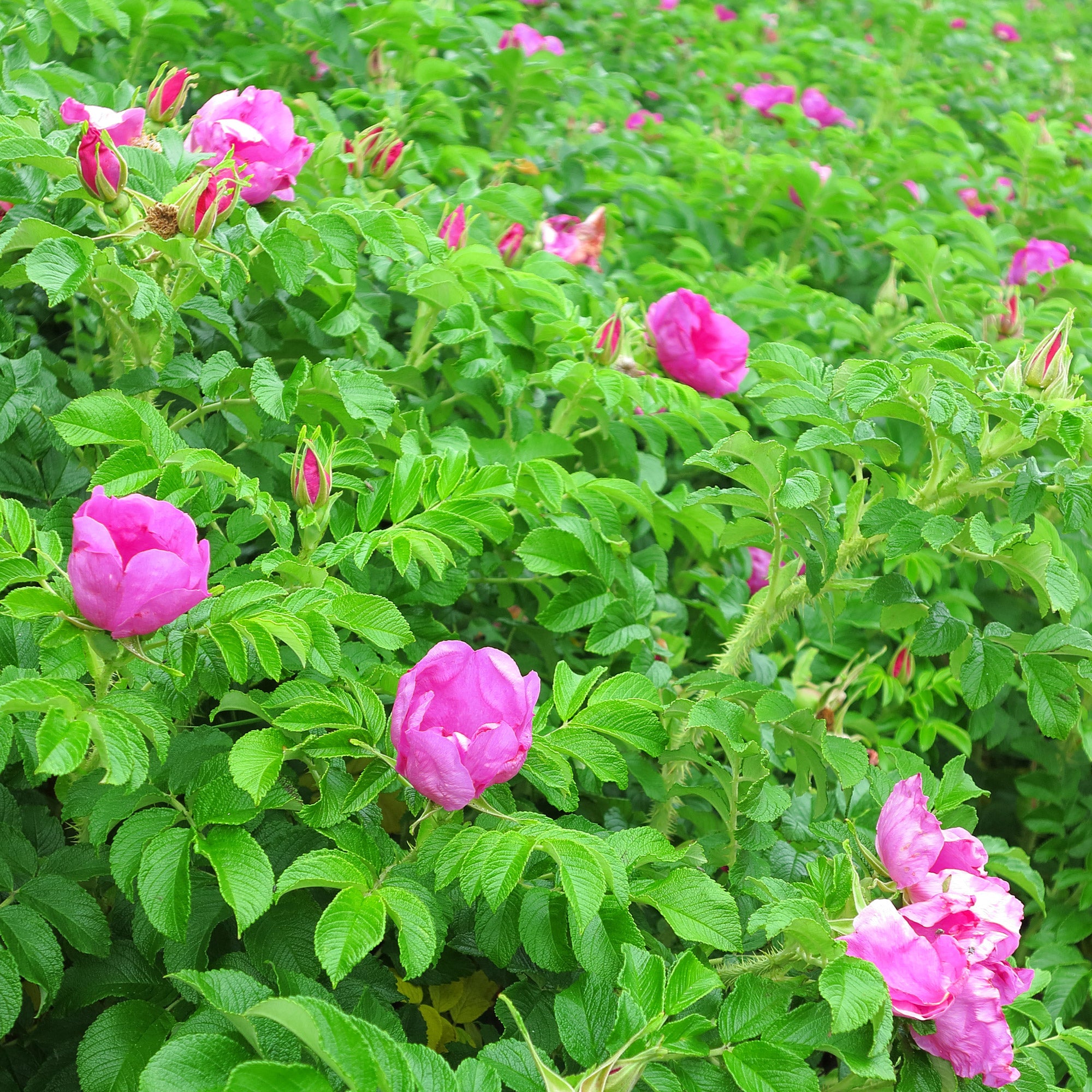 Bakker Haie Fleurie Parfumée 12 arbustes 15-20cm floraison 8 mois
