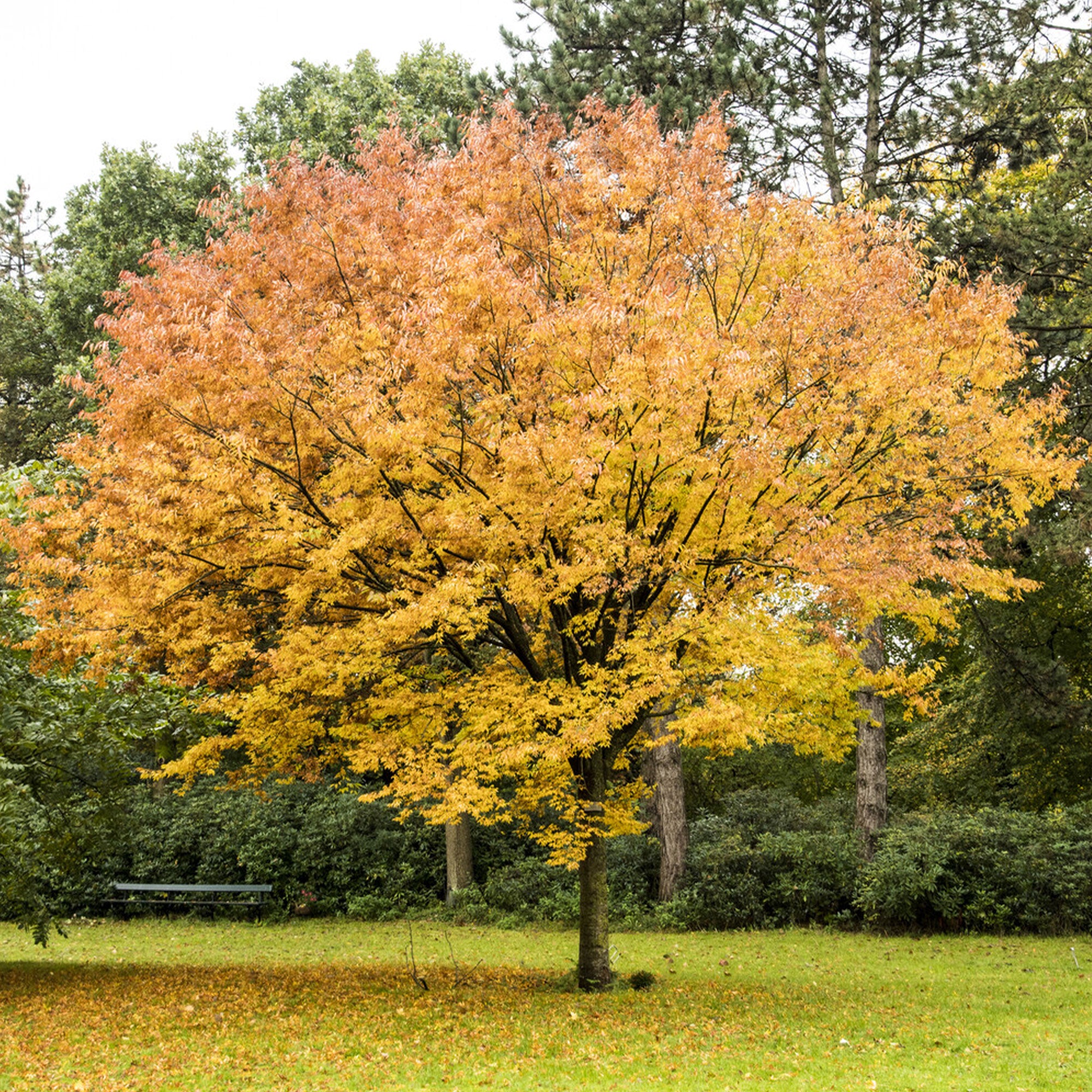 Bakker Arbustes Orme de Sibérie Zelkova serrata pot 2L 100-125cm