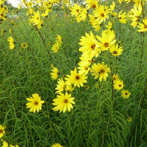 Bakker Plantes vivaces Tournesol saule jaune pot 9cm