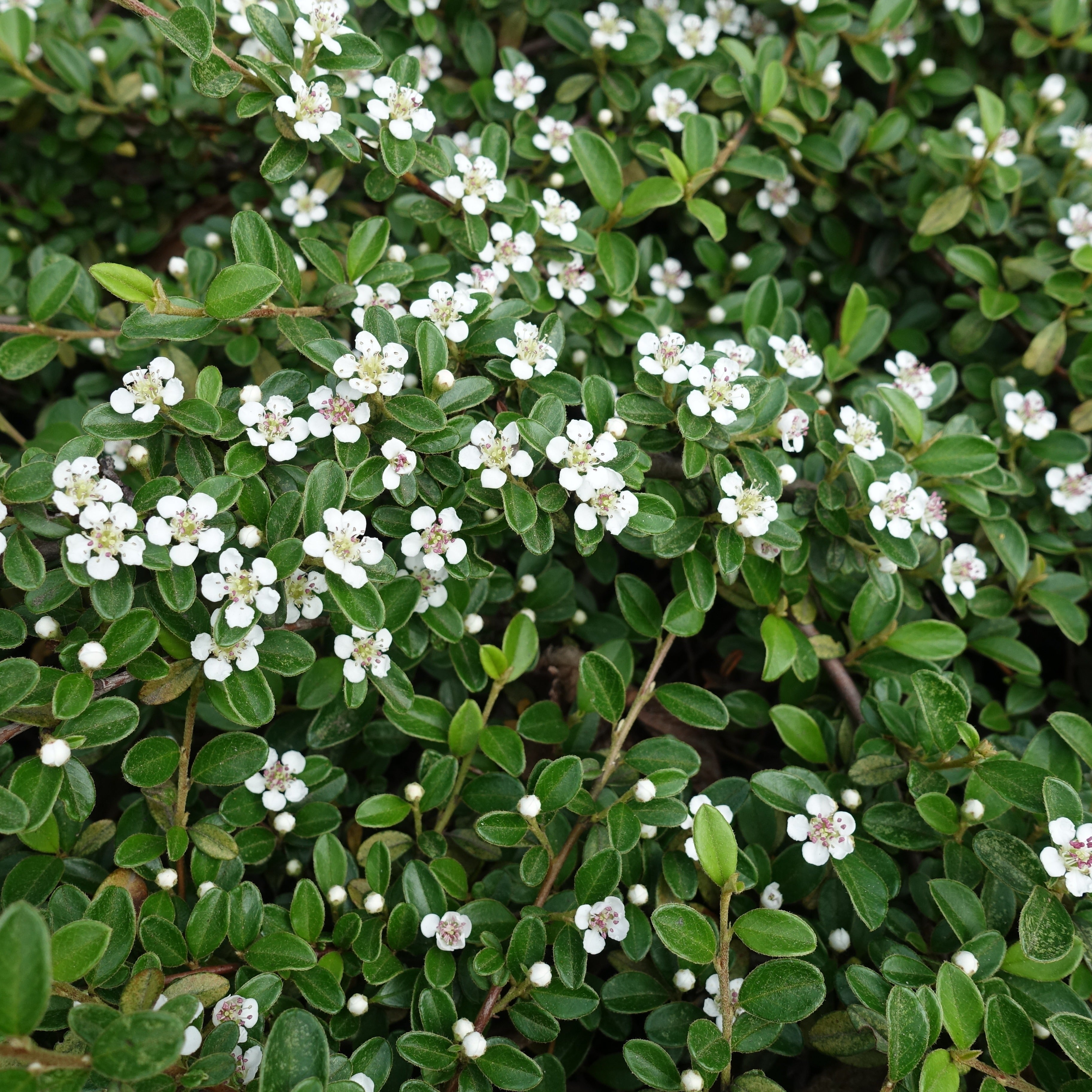 Bakker Cotoneaster rampant arbuste pot 1,5L 20-30cm