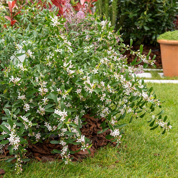 Bakker Fleur de cire longues feuilles arbuste pot 2L 30cm