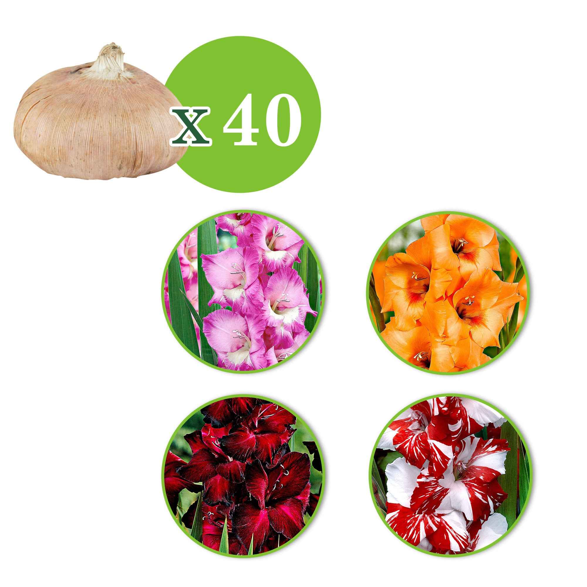 Bakker Vivre glaïeuls grandes fleurs sachet 40 bulbes mélange