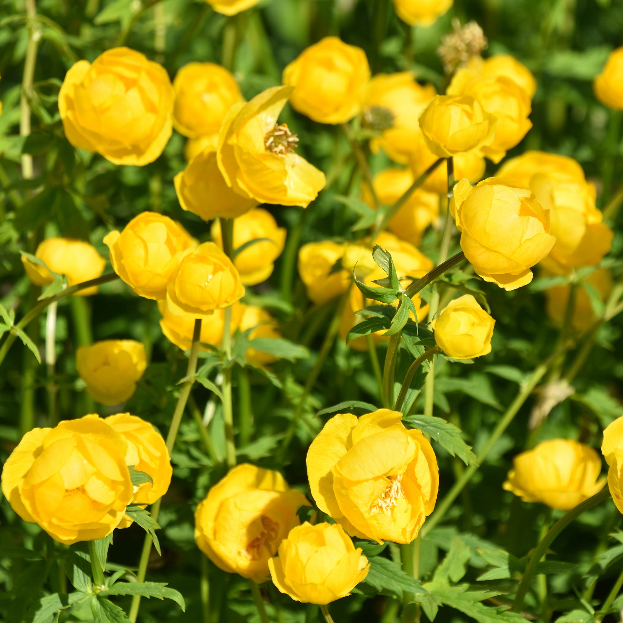 Bakker Trolle d'Europe plante vivace pot Ø 9cm jaune