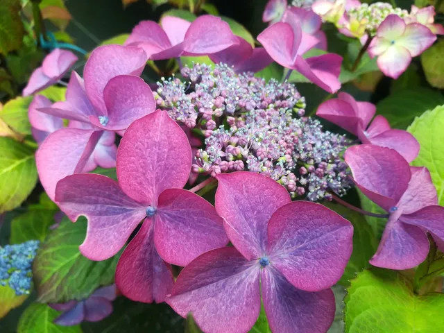 Les Hortensias du Haut Bois Selina hortensia fleurs plates lacecap