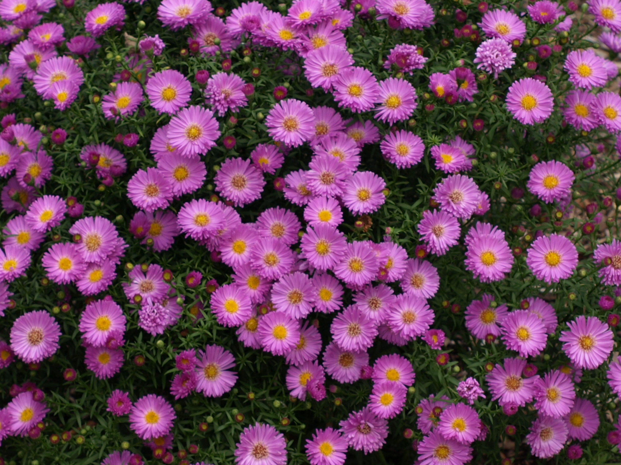 Passion Vivaces Aster dumosus Heinz Richard plante vivace godet rose
