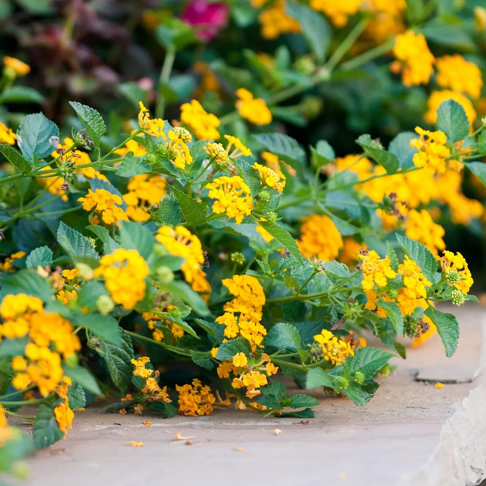 Bakker Lantana jaune plante terrasse pot Ø10,5 cm soleil