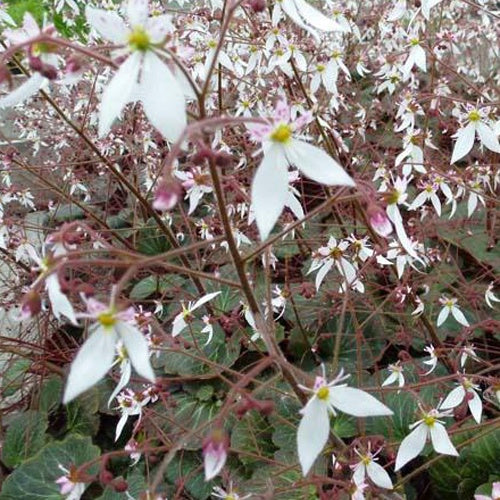 Bakker Plantes vivaces Saxifrage Cuscutiformis pot 9 cm blanc
