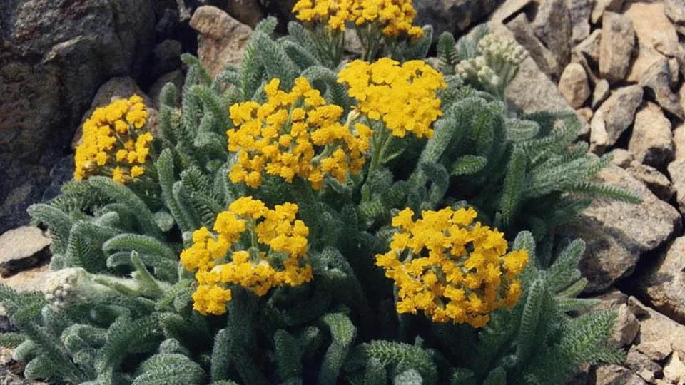 Passion Vivaces Achillea tomentosa Aurea achillée plante vivace jaune