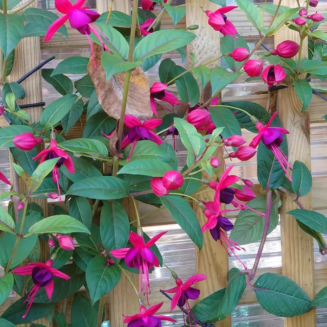 Passion Vivaces Fuchsia Lady Boothby plante grimpante pot 1L violet