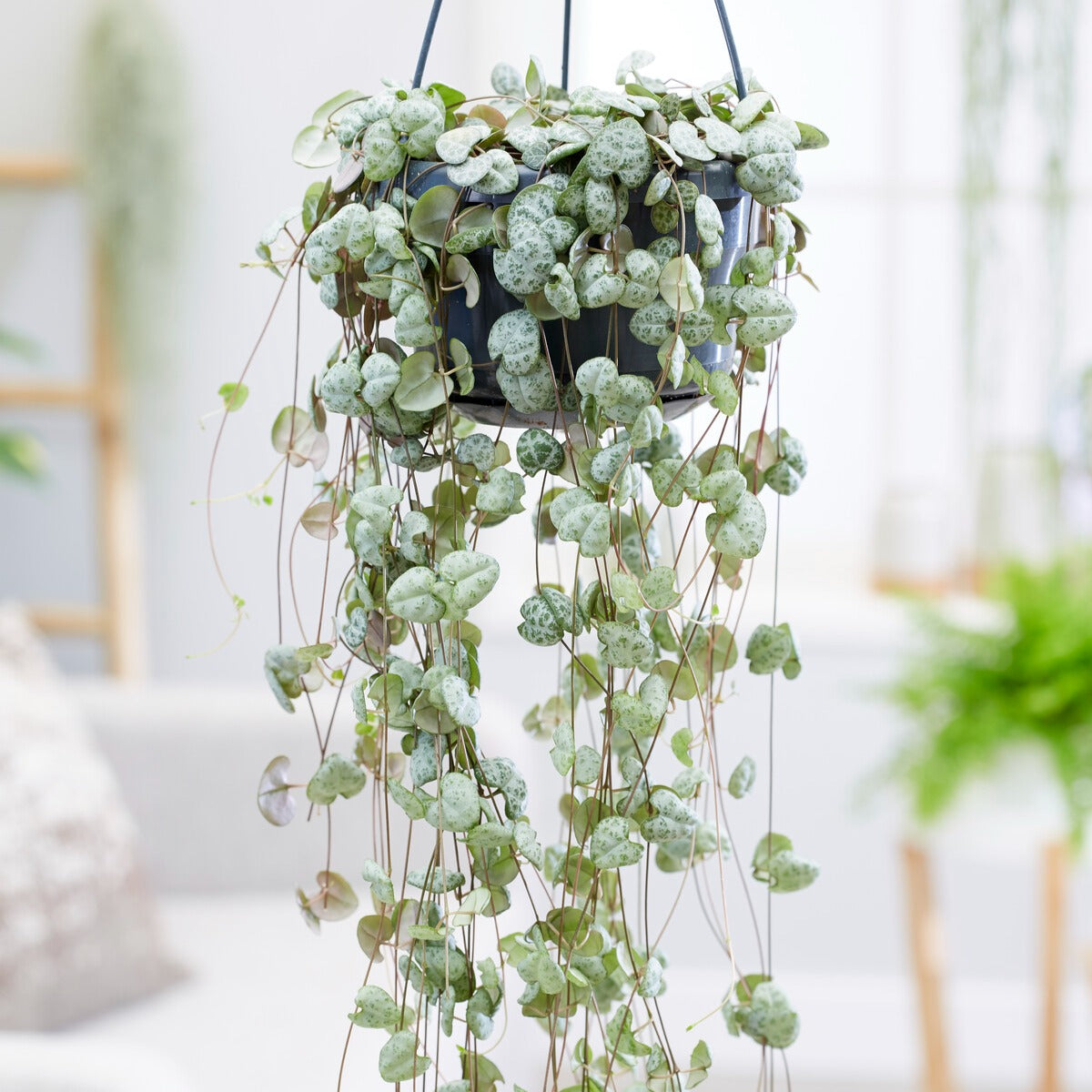 Bakker Chaîne des cœurs Ceropegia pot Ø 11cm retombante