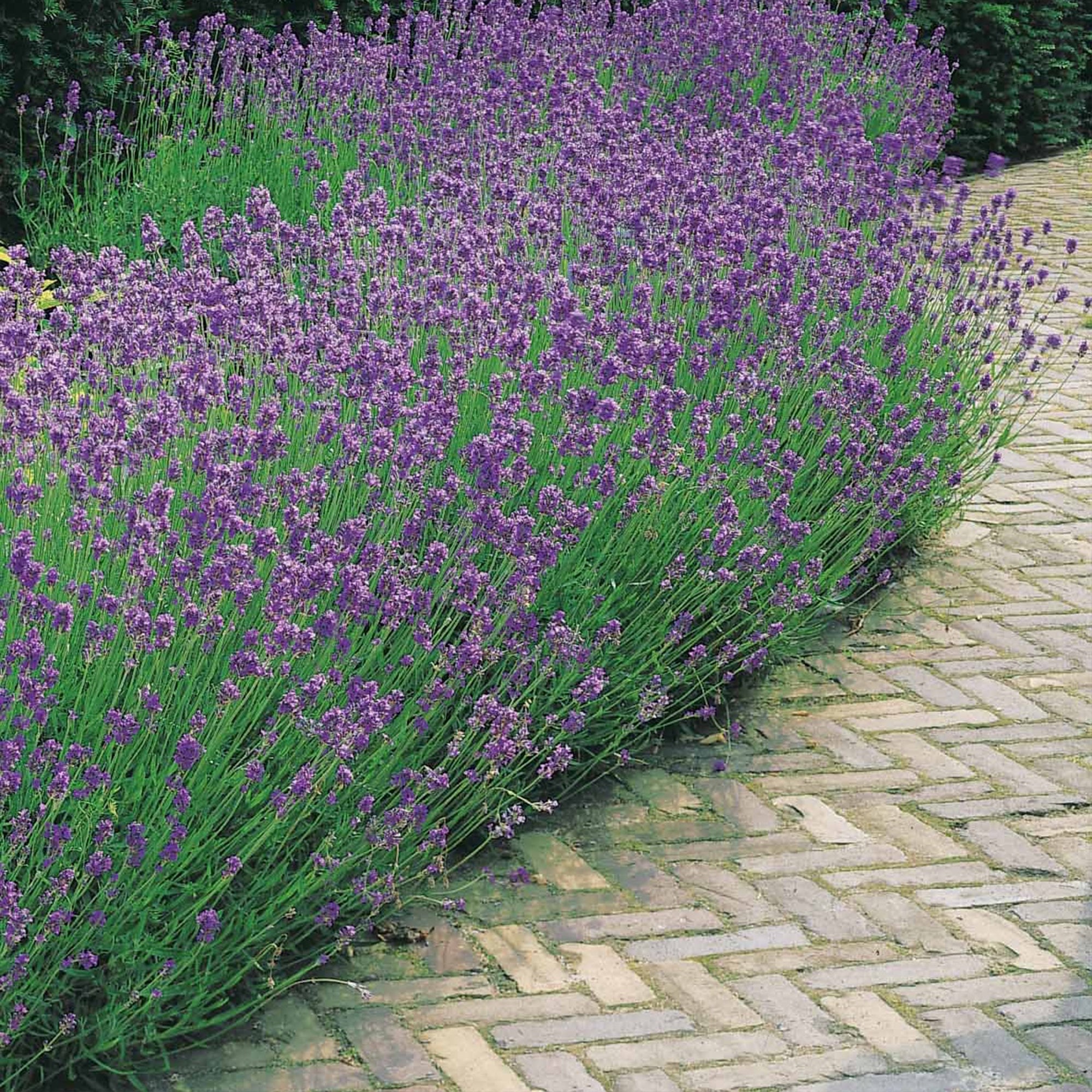 Bakker Lavande bleue Lavandula pot Ø 9cm lot de 2