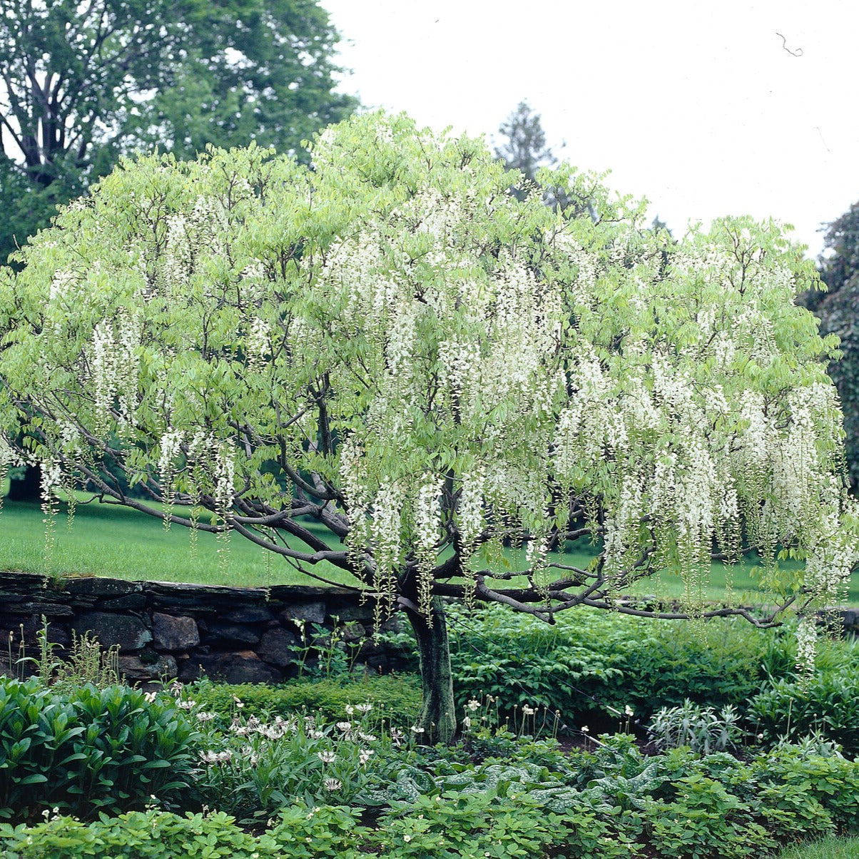 Bakker Glycine Blanche sur Tige Wisteria pot 2 L tige 50 cm