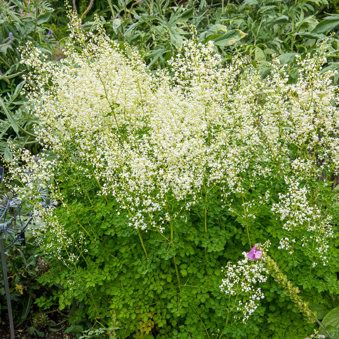 Bakker Pigamon Delavayi blanc plante vivace pot Ø9cm fleurs crème