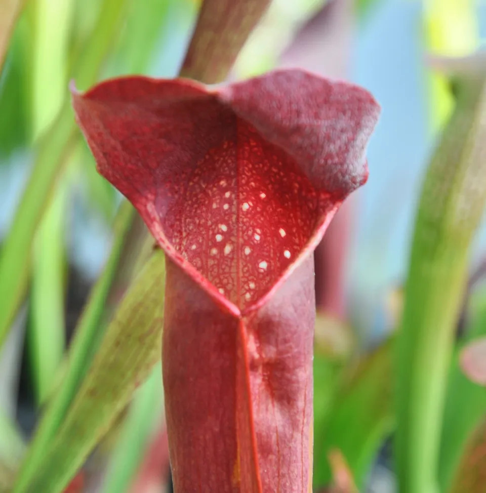 Carniflore Sarracenia willisii x minor plante adulte 1 pied