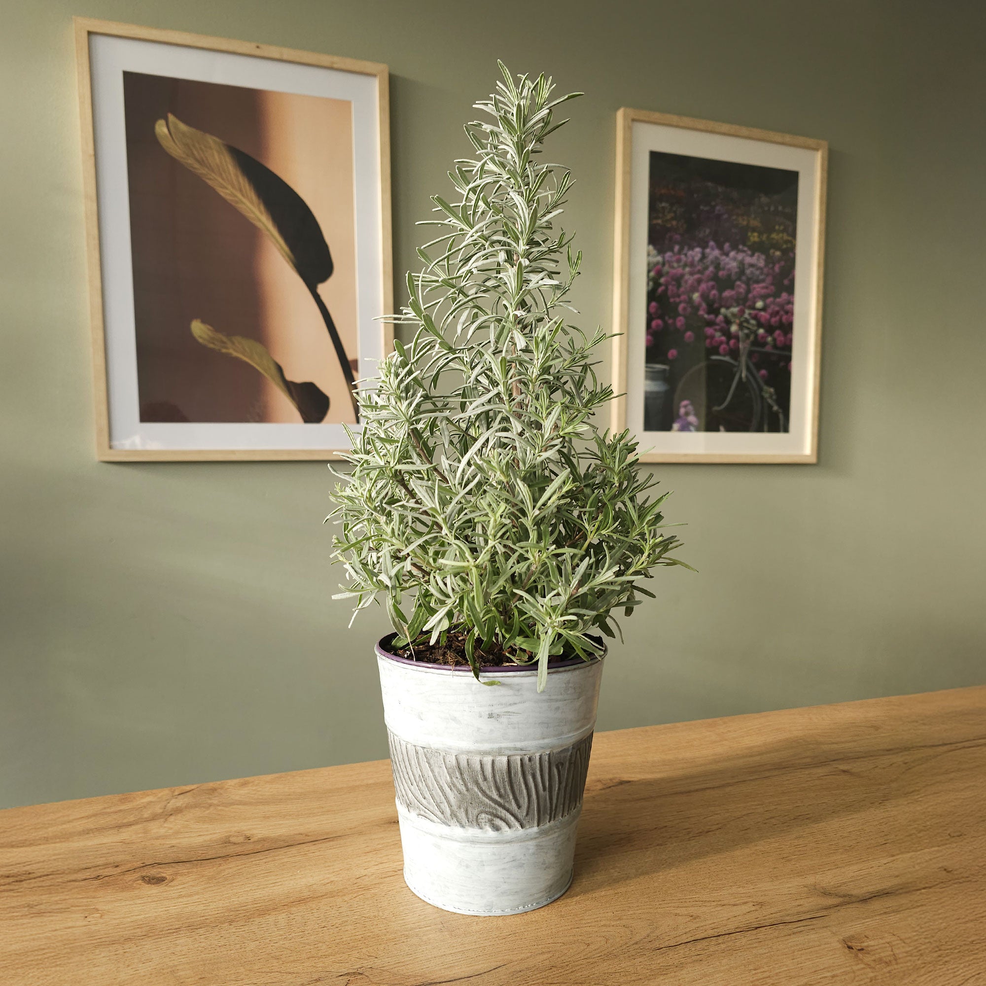 Bakker Christmas Tree lavande de Noël pot 15cm