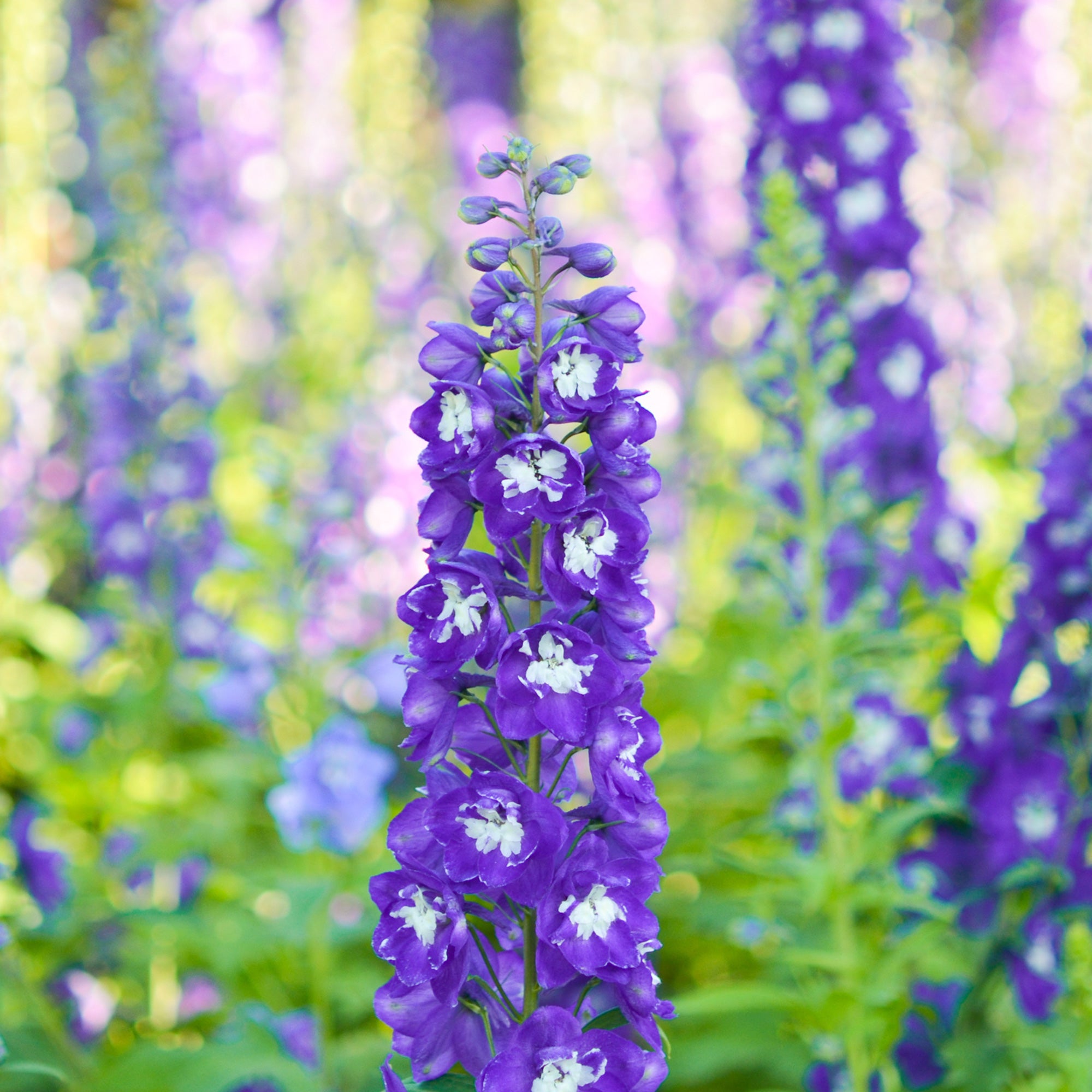 Bakker Delphinium King Arthur vivace pot Ø 9cm violet