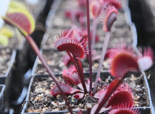 Carniflore Dionée Akai Ryu plante carnivore rouge pot 9x9cm adulte
