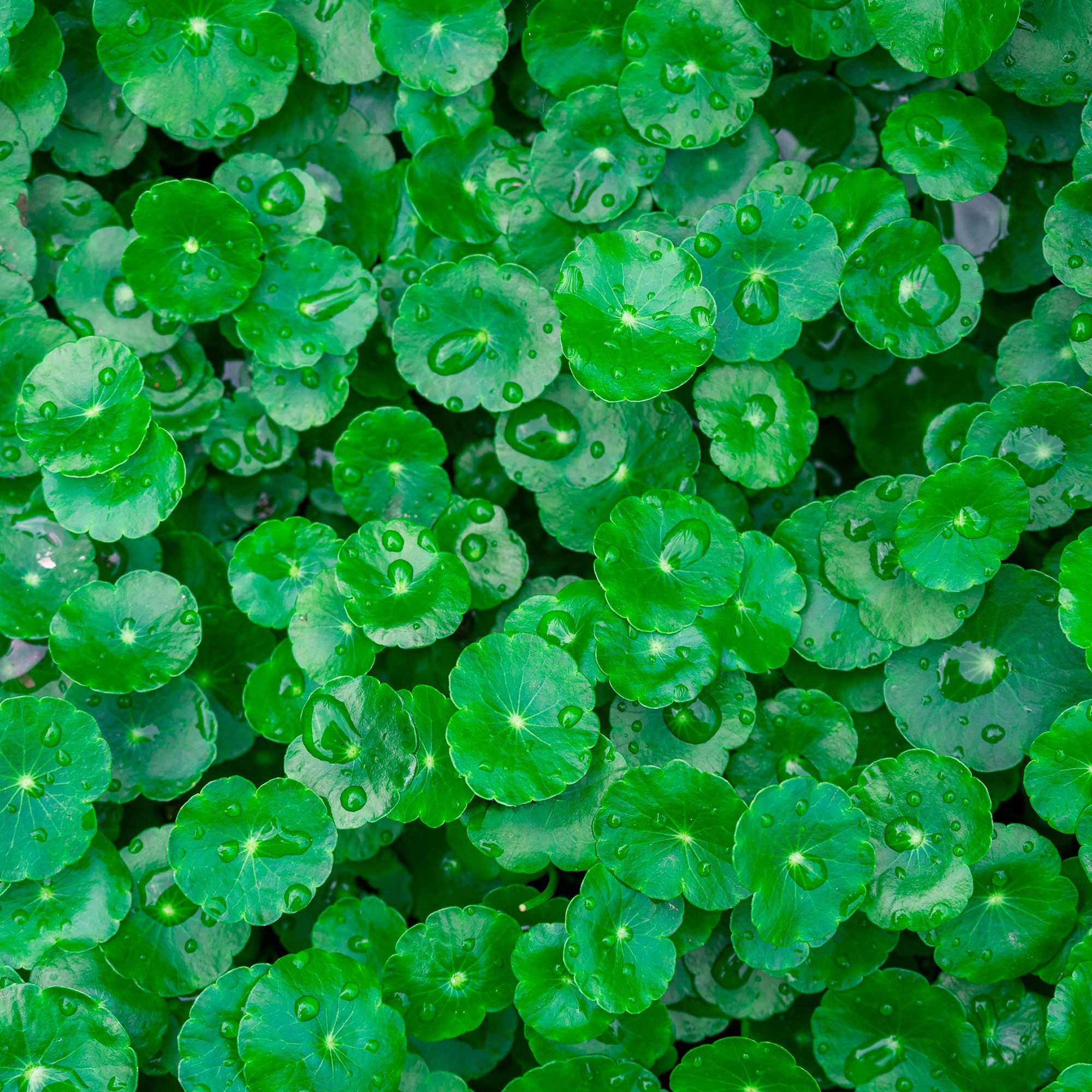 Bakker Extérieur Écuelle d'eau Herbe patagons pot 9cm
