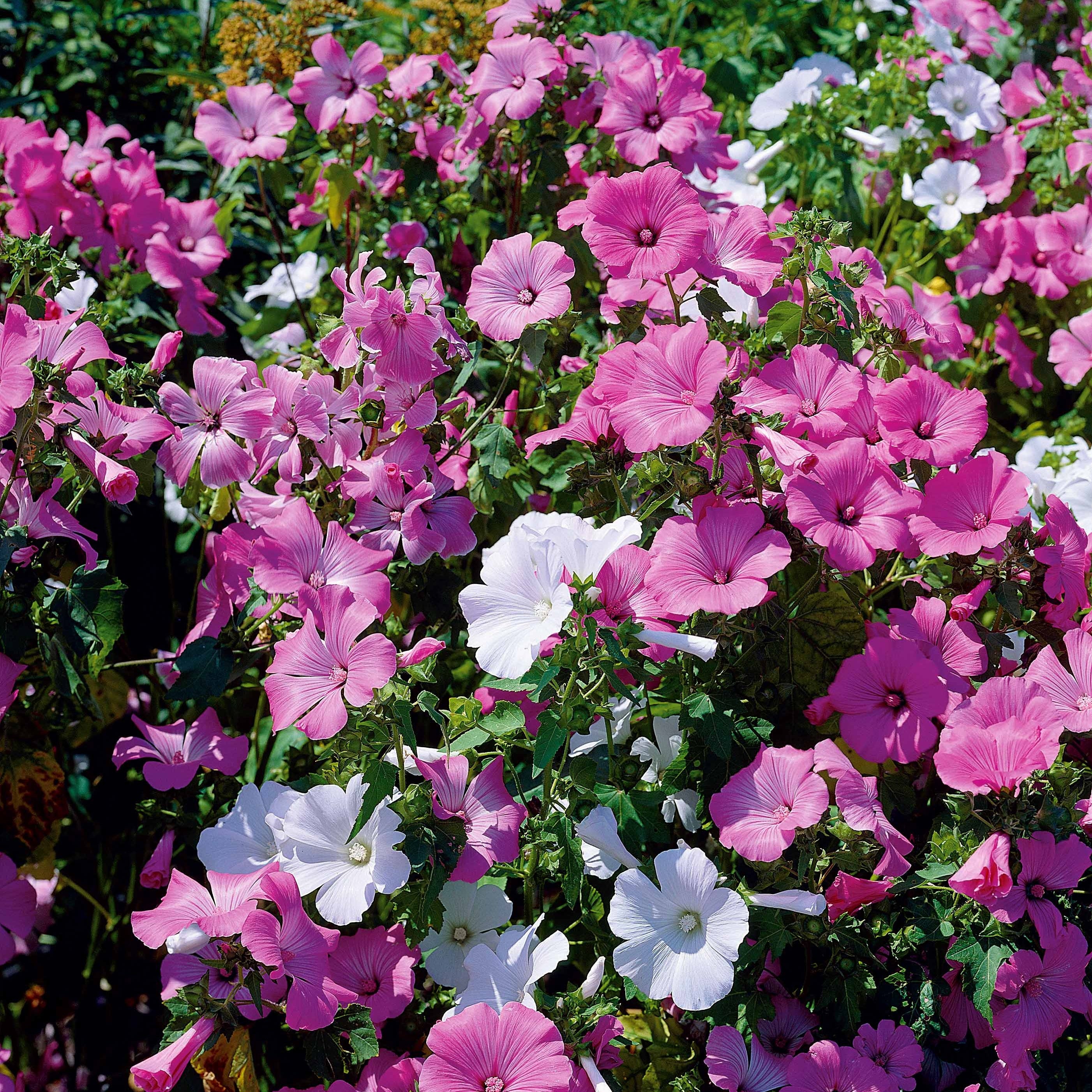Bakker Lavatères grandes fleurs mélange sachet 2g