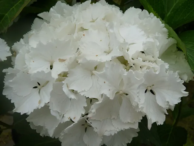 Les Hortensias du Haut Bois Nymphe Hydrangea macrophylla hortensia double