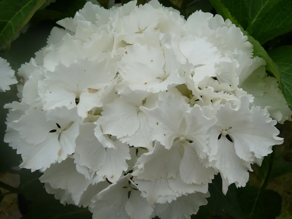 Les Hortensias du Haut Bois Nymphe Hydrangea macrophylla hortensia double