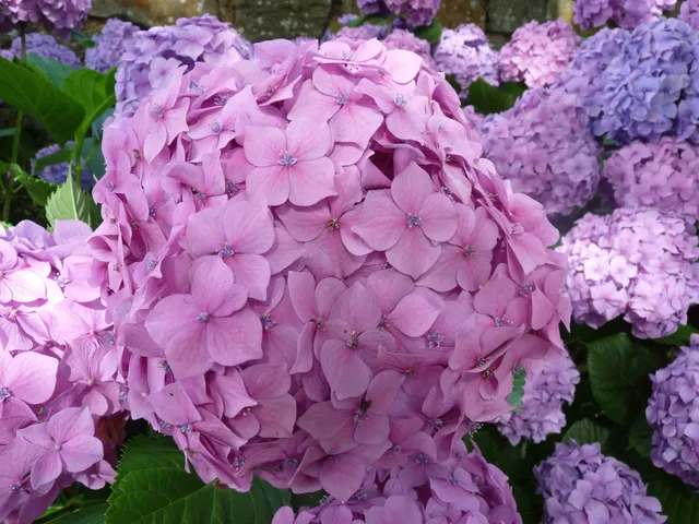 Hortensias du Haut Bois Goliath hortensia boules godet