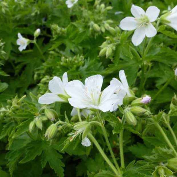 Bakker Géranium des bois Album vivace blanc pot 9cm