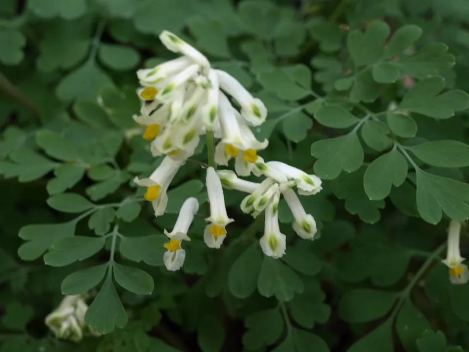 Passion Vivaces Corydalis ochroleuca plante vivace pot 1L fleurs blanches