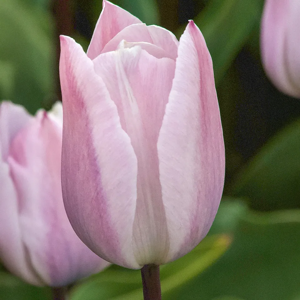 Bakker Tulipe Silver Cloud Triomphe rose 5 bulbes