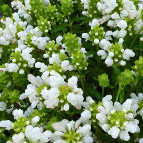 Bakker Brunelle White Loveliness vivace couvre-sol blanc pot 9cm