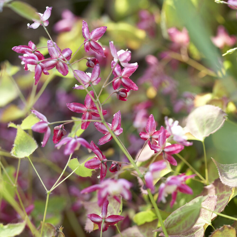 Bakker Epimedium rouge plante vivace pot Ø 9cm fleurs roses