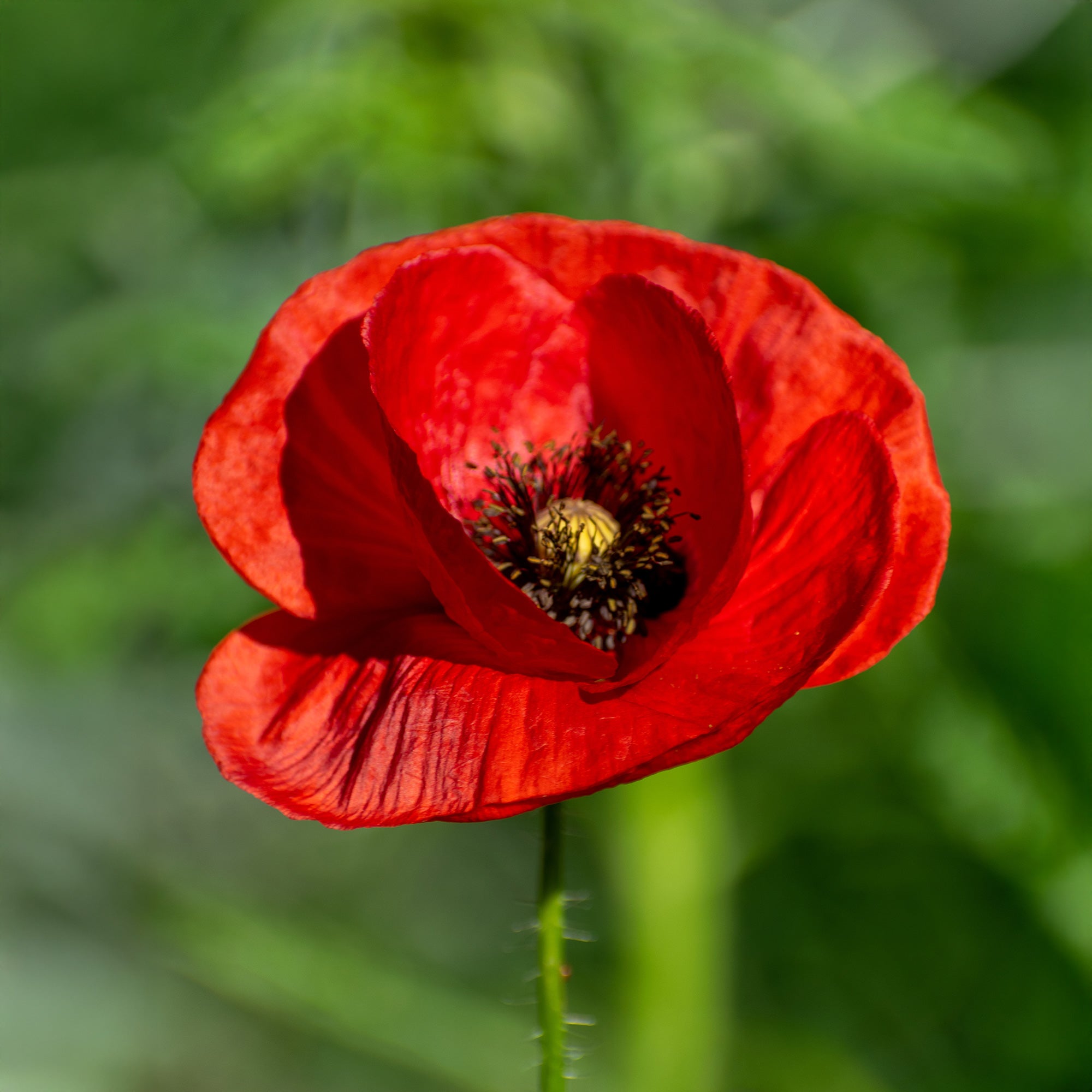 Bakker Red Corn Poppy pavot coquelicot sachet bio rouge