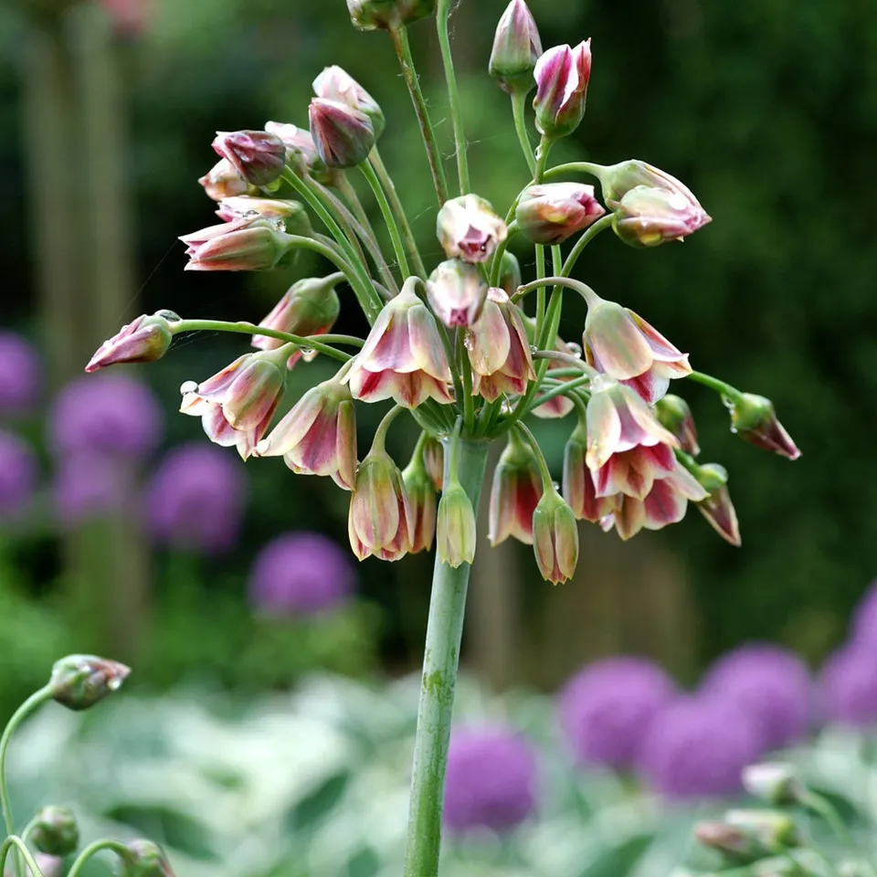 Bakker Alliums Bulgarie bulbes sachet 15 crème
