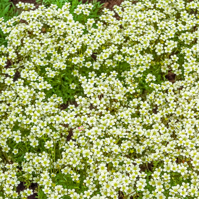 Bakker Plantes vivaces Saxifrage Pixie White pot 9cm blanc