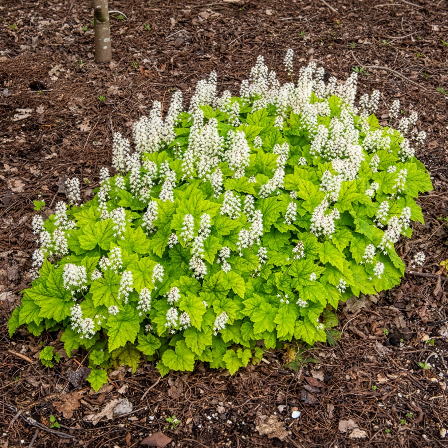 Bakker Tiarelle cordifoliée plante vivace pot 9cm ombre
