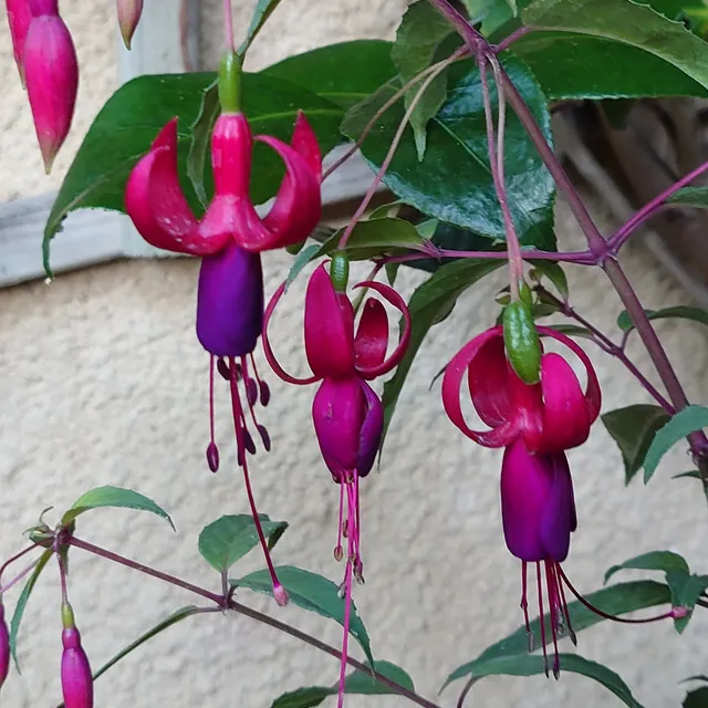 Passion Vivaces Fuchsia Ville de Rocquencourt arbuste pot 1L rustique