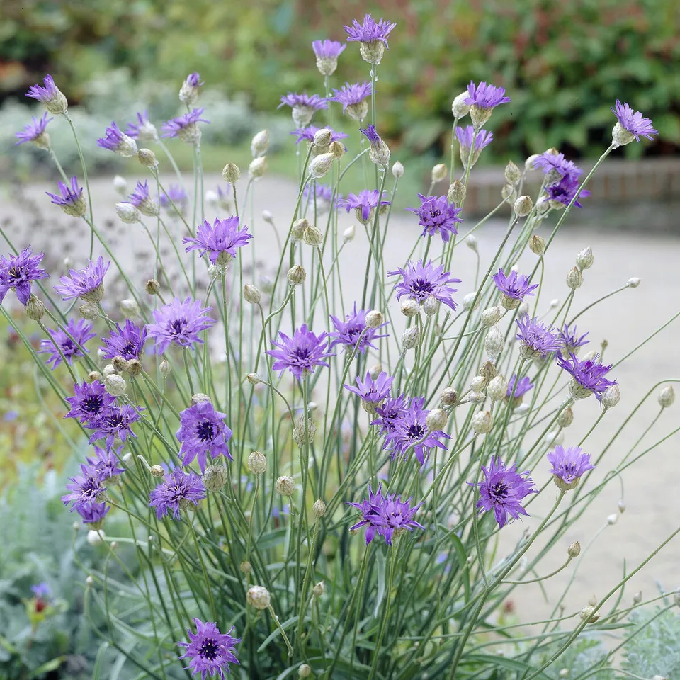 Bakker Cupidone catananche bleue pot Ø9cm sol sec