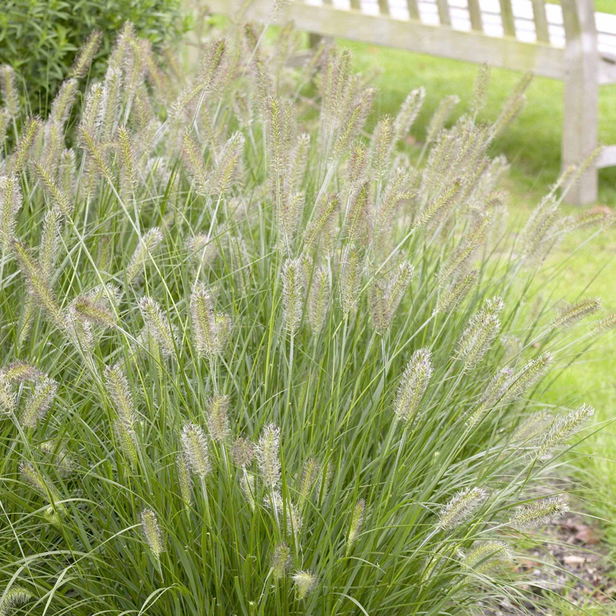 Bakker Extérieur Pennisetum Herbstzauber graminée pot 9cm