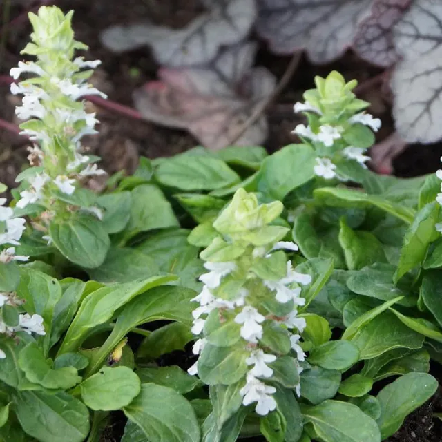 Bakker Plantes vivaces Bugle rampante Alba couvre-sol pot 8cm blanc