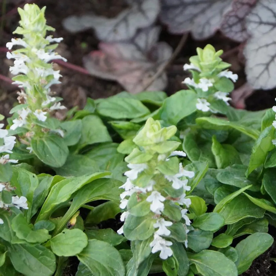 Bakker Plantes vivaces Bugle rampante Alba couvre-sol pot 8cm blanc