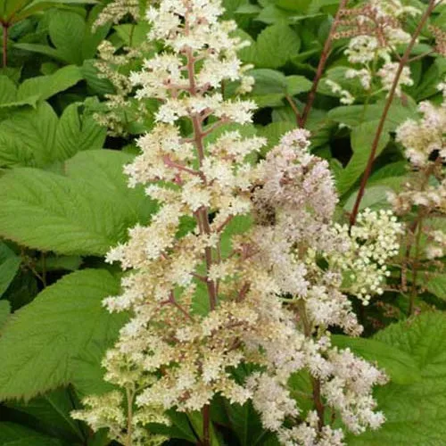 Bakker Rodgersia feuilles de sureau vivace pot Ø9cm blanc