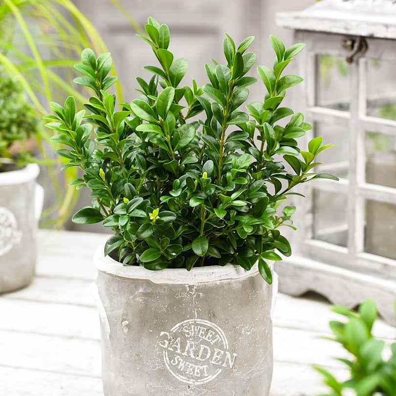 Bakker Buis commun pot 9cm 15cm persistant topiaire