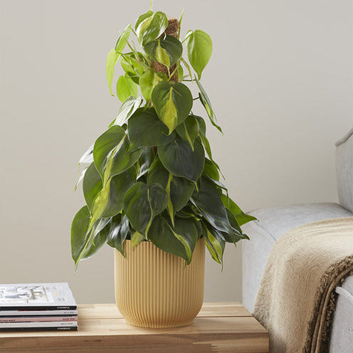Bakker Philodendron Brasil scandens plante pot 11cm