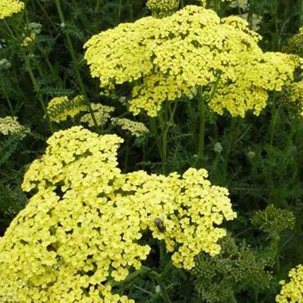 Bakker Achillée Credo vivace jaune pot 9 cm
