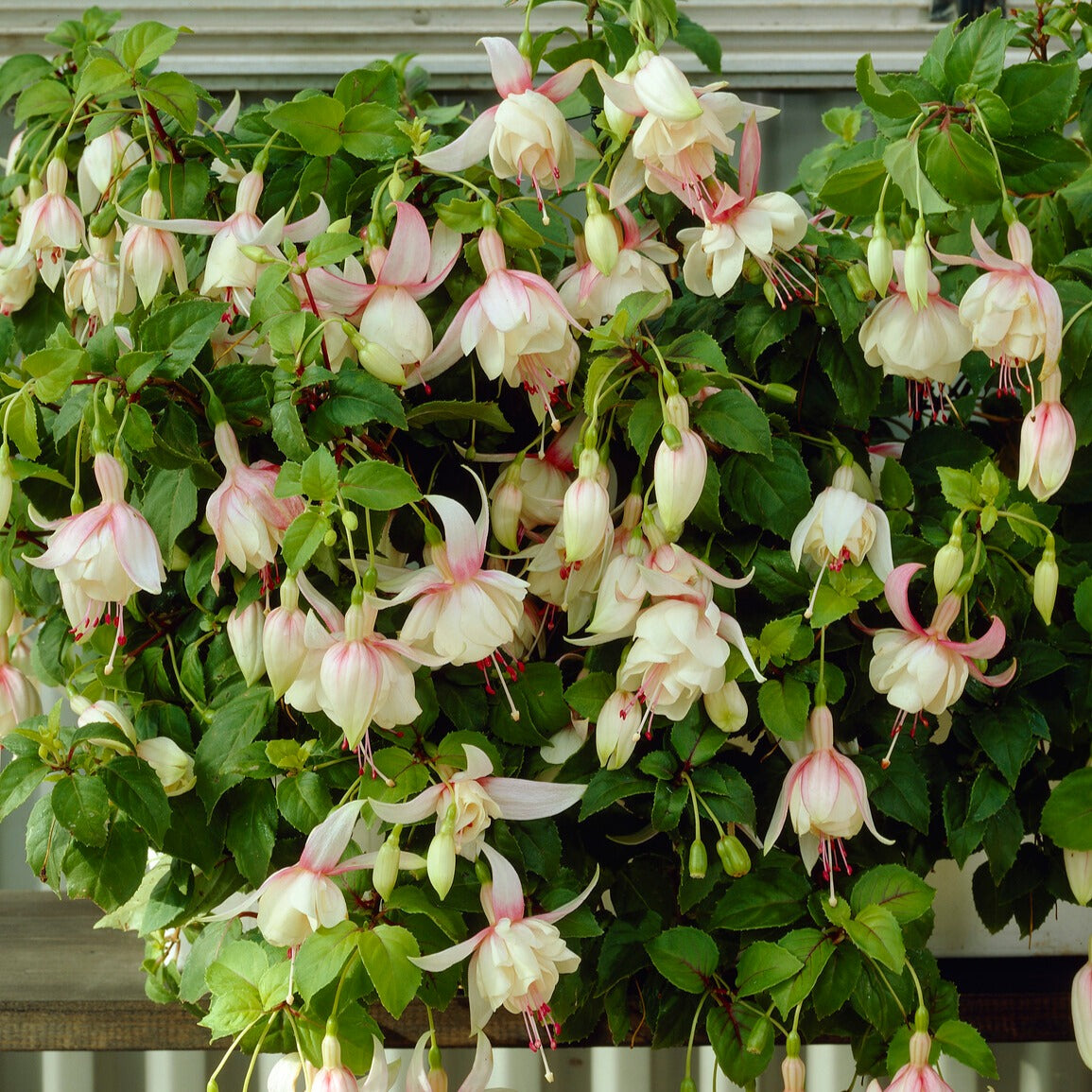Bakker 3 Fuchsias Annabel rustiques pots Ø9cm blancs