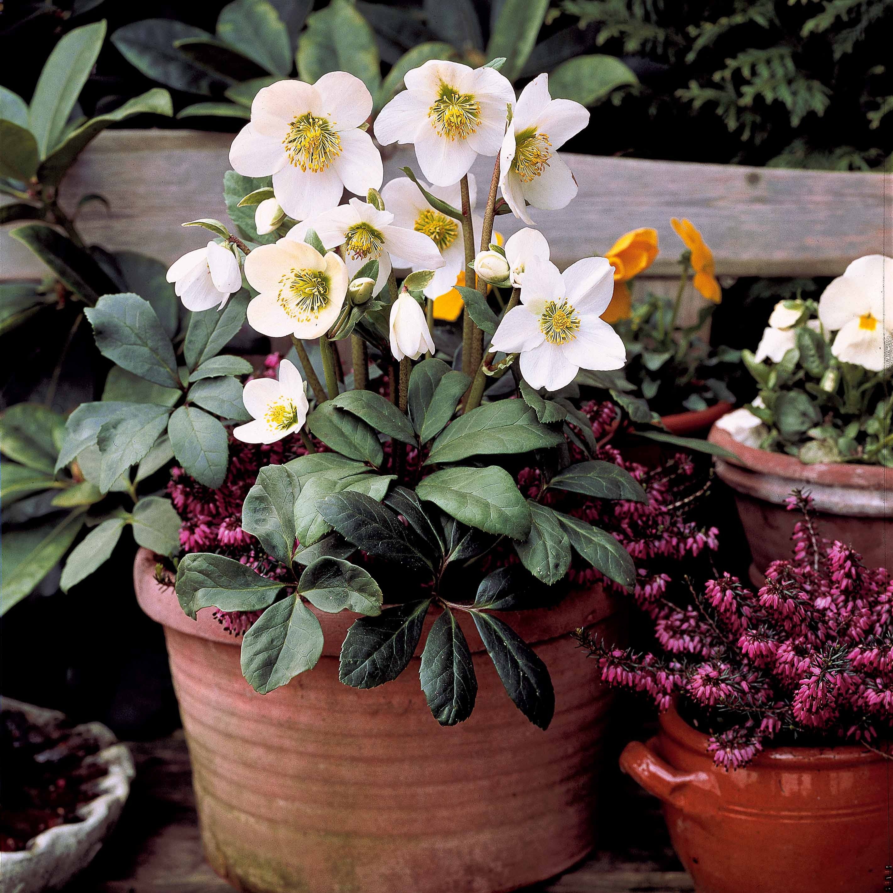 Bakker Christmas Carol hellébore blanche 3 pots Ø9cm