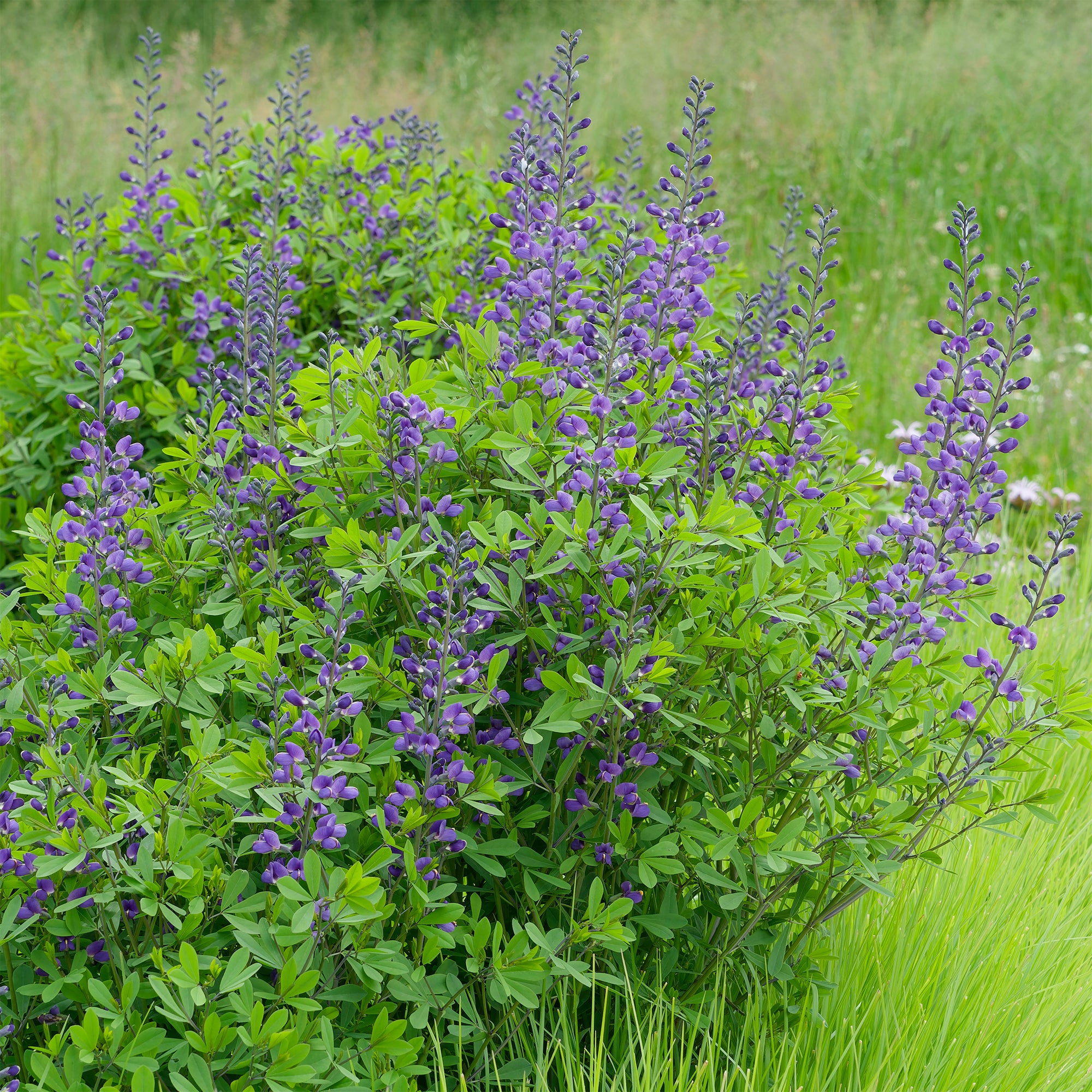 Bakker Podalyre vivace bleue pot Ø 9 cm Baptisia