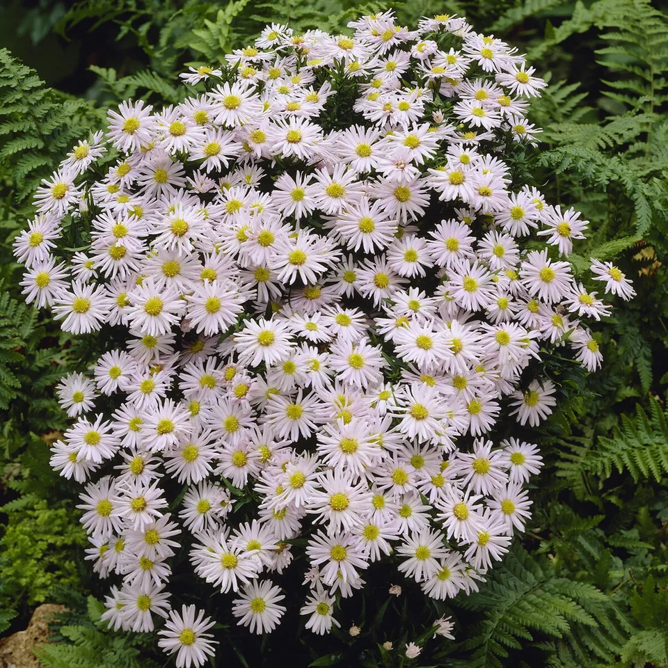 Bakker Aster nain Snowsprite plante vivace pot 9cm blanc